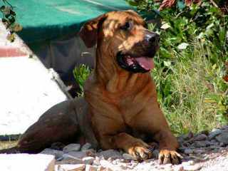 The Tosaken Gold’s Kennel - Dog Breeders