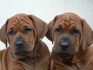 Red Dragon Kennel – Neapolitan Mastiff & Tosa Inu & Dosa Korean Mastiff - Dog and Puppy Pictures