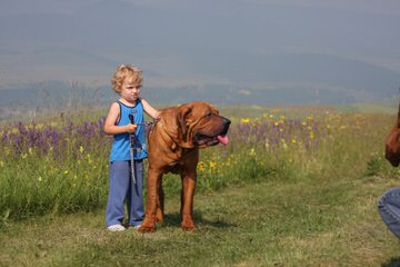 Tosa Inu Czech Kennel - Dog and Puppy Pictures