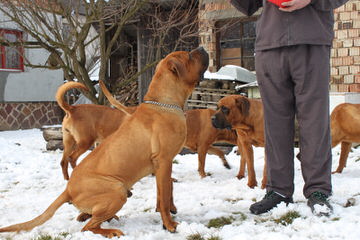 Red Dragon Kennel – Neapolitan Mastiff & Tosa Inu & Dosa Korean Mastiff - Dog Breeders