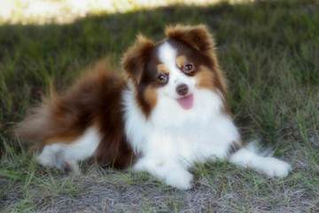 Toy Australian Shepherd - Dog and Puppy Pictures