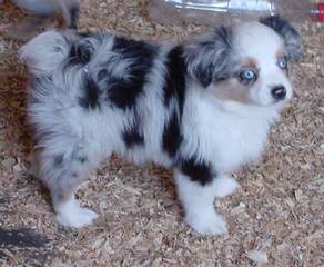 Mini/Toy Australian Shepherd Pups! - Dog and Puppy Pictures