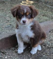 Cohea’s Toy Australian Shepherd’s - Dog Breeders