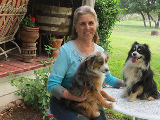 Unleashed Toy Australian Shepherd - Dog Breeders