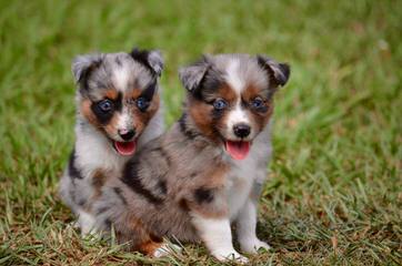 Herd About Toy And Mini Aussies - Dog Breeders