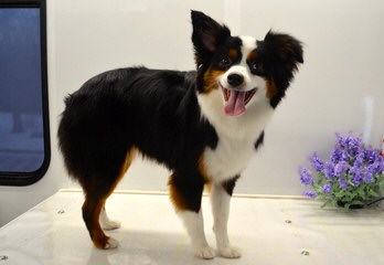 Herd About Toy And Mini Aussies - Dog Breeders