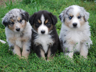 Fullerton Toy Aussies - Dog and Puppy Pictures