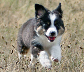 Justa Little Aussie - Dog Breeders