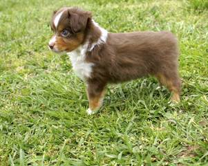 Beartooth Toy Aussies - Dog and Puppy Pictures