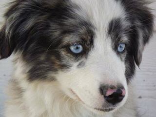 Yorton’s Lil Aussies - Dog and Puppy Pictures