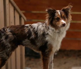 City Slickers Ranch Mini/Toy Australian Shepherd - Dog and Puppy Pictures