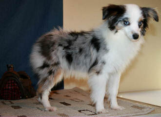 Montana Cowboy Justin’s Toy Aussies - Dog Breeders