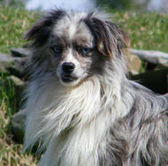 Aussies At Willow River Farm - Dog and Puppy Pictures