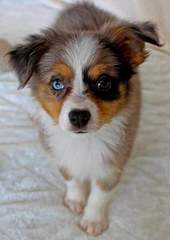 Toy And Mini Aussie Puppies For Sale. - Dog Breeders