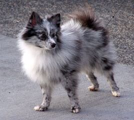 Magical Toy Aussies - Dog Breeders