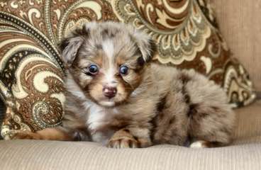 Tanglewood\’s Aussies - Dog and Puppy Pictures