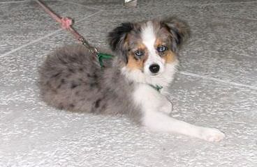 Toy And Mini Aussie Puppies For Sale. - Dog and Puppy Pictures