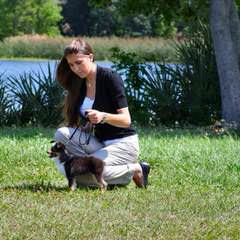 Herd About Toy And Mini Aussies - Dog Breeders