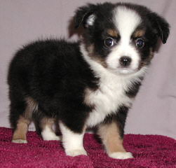 Lindsey’s Aussies aka Porter Horses - Dog Breeders