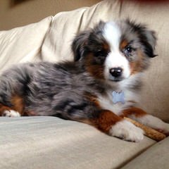 Crooked Creek Mini & Toy Aussies - Dog Breeders