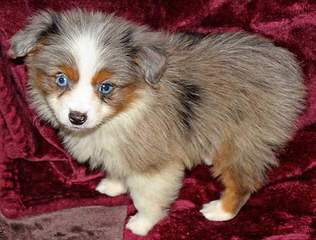 Aussies At Willow River Farm - Dog and Puppy Pictures