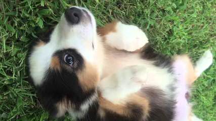 Unleashed Toy Australian Shepherd - Dog and Puppy Pictures