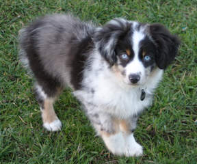 Toy And Mini Aussie Puppies For Sale. - Dog Breeders