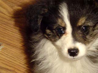 True Blue Toy Australian Shepherds - Dog Breeders