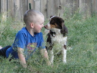 True Blue Toy Australian Shepherds - Dog Breeders