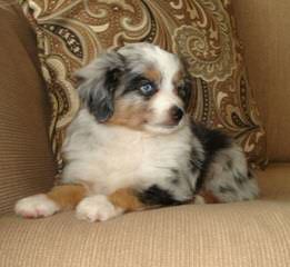 Cowboy Heaven Mini Aussies - Dog and Puppy Pictures