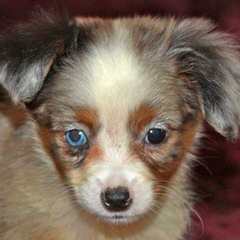 Cowboy Heaven Mini Aussies - Dog Breeders