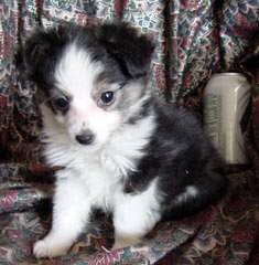 Toy And Mini Aussie Puppies For Sale. - Dog Breeders