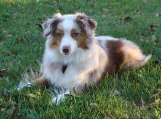 My Toy Aussie - Dog Breeders