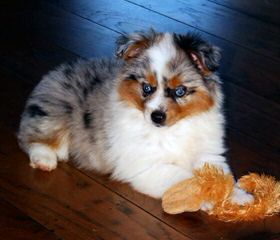 Montana Cowboy Justin’s Toy Aussies - Dog Breeders