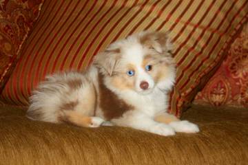 Kidd’s Toy Aussies - Dog Breeders