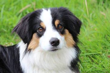 Toy Australian Shepherd - Dog and Puppy Pictures