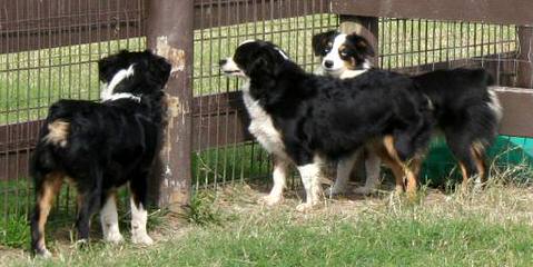 City Slickers Ranch Mini/Toy Australian Shepherd - Dog and Puppy Pictures