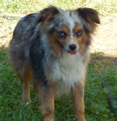 Flying Walker Toy Aussies - Dog Breeders