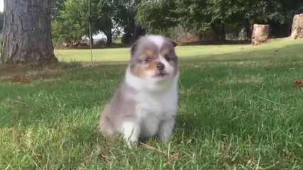 Mini/Toy Australian Shepherd Pups! - Dog and Puppy Pictures