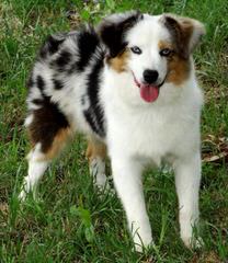 Plum Creek Aussies - Dog and Puppy Pictures