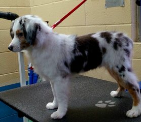 Toy Australian Shepherd - Dog Breeders