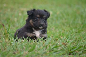 Justa Little Aussie - Dog and Puppy Pictures