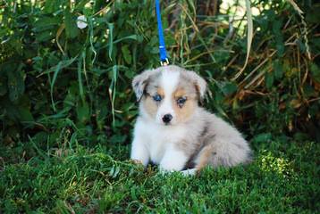 Plum Creek Aussies - Dog Breeders