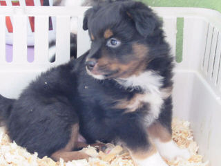 Mini/Toy Australian Shepherd Pups! - Dog Breeders