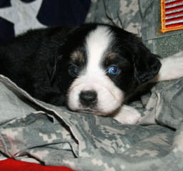 City Slickers Ranch Mini/Toy Australian Shepherd - Dog and Puppy Pictures