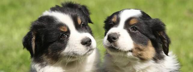 MarLoWin Aussies - Dog Breeders