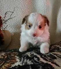 Montana Cowboy Justin’s Toy Aussies - Dog and Puppy Pictures