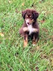 Plum Creek Aussies - Dog Breeders