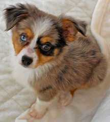 Toy Australian Shepherd - Dog Breeders