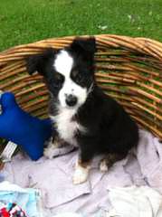 Herd About Toy And Mini Aussies - Dog Breeders